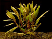 Снимка на Hygrophila corymbosa angustifolia (BLUME,  LINDAU, 1885)
